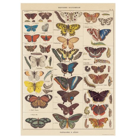 Cavallini Poster Butterflies Natural History 