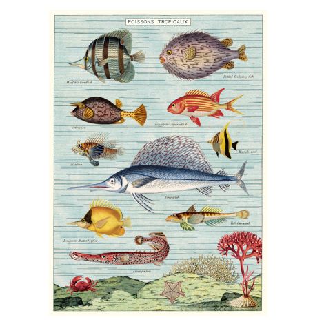Cavallini Poster Tropical Fish 
