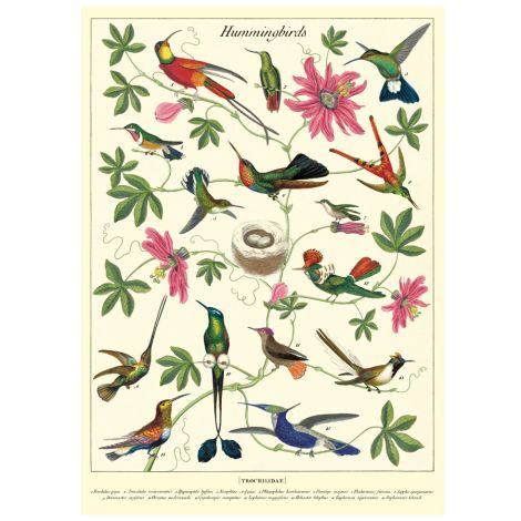 Cavallini Poster Hummingbirds 