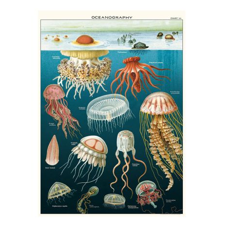 Cavallini Poster Jellyfish 