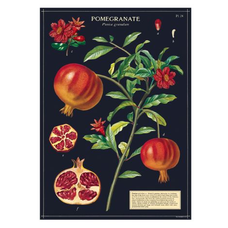 Cavallini Poster Pomegranate 