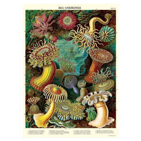 Cavallini Poster Sea Anemones 