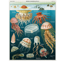 Cavallini Puzzle Jellyfish 1000-teilig