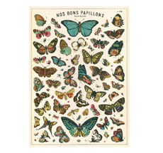 Cavallini Poster Butterfly Chart •