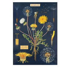 Cavallini Poster Dandelion Chart