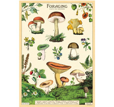 Cavallini Poster Foraging