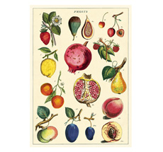 Cavallini Poster Fruit