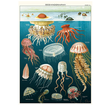 Cavallini Poster Jellyfish