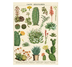 Cavallini Poster Cacti & Succulents