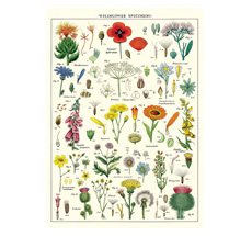 Cavallini Poster Wildflowers