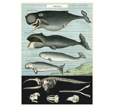 Cavallini Poster Whale Chart •