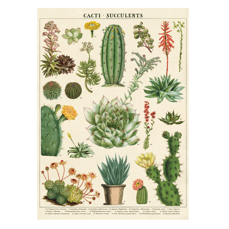 Cavallini Poster Cacti & Succulents